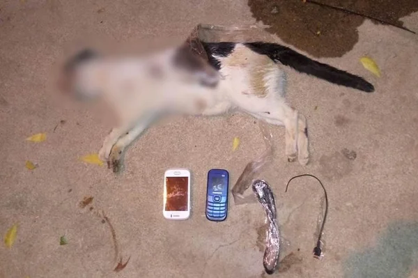 Cachorro mata gato que levava celulares para presídio da PB
