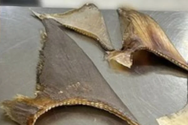 Homens são presos com barbatanas de tubarão, bexigas e pepinos do mar