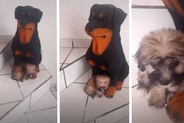 Cachorro e cofrinho