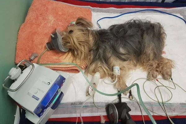 cachorra diva