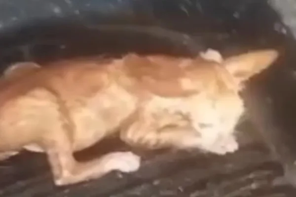 Imagem colorida, gato sendo maltratado em vídeo - Metrópoles