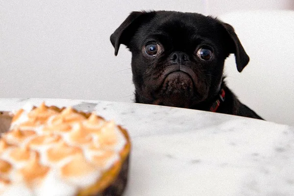 Dietas que incluem “dia do lixo” funcionam?