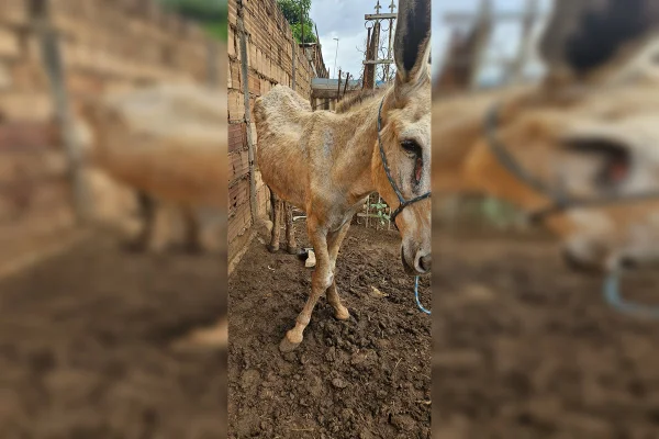 Imagem colorida de burro vítima de maus-tratos no DF