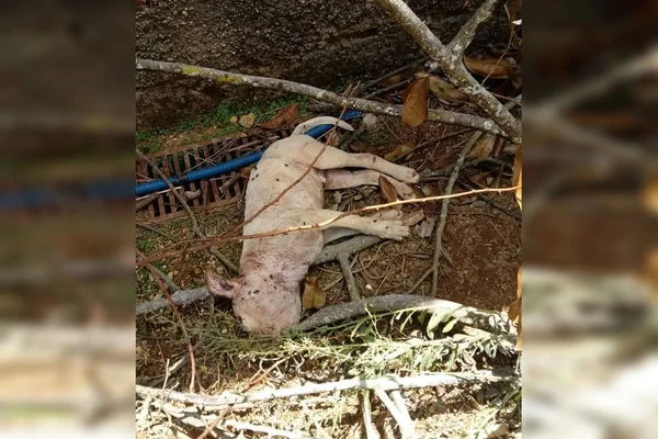 Vídeo. Abandonados, pit-bulls atacam e matam filhote no DF
