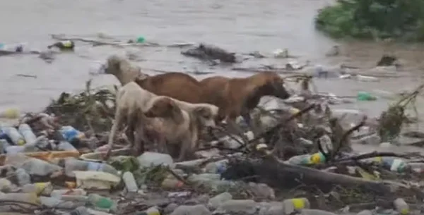 imagem colorida. Cachorros são levados por enchetes ocasiado pelo furacão Beryl