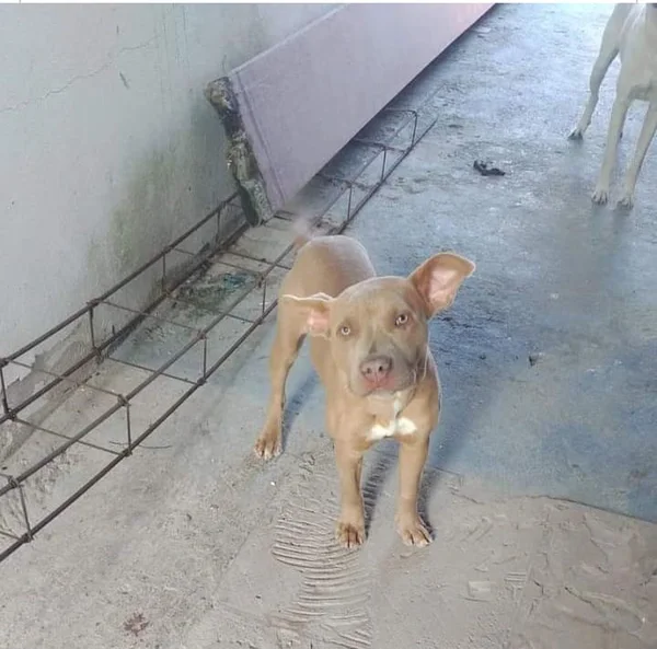Pitbull filhote furtaddo