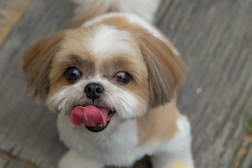 Cachorro Shih-tzu
