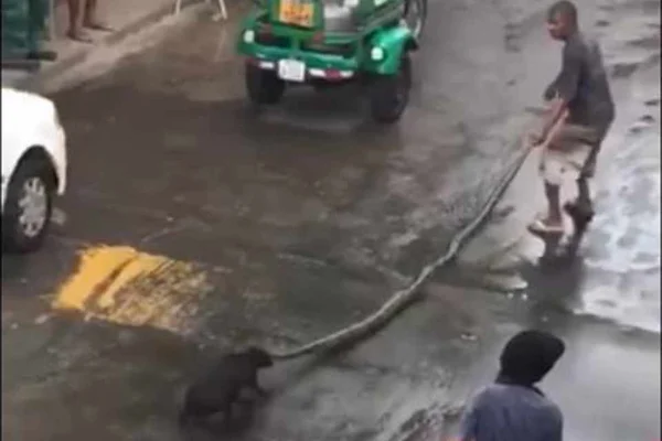 Cachorro é atacado por uma sucuri de 4 metros
