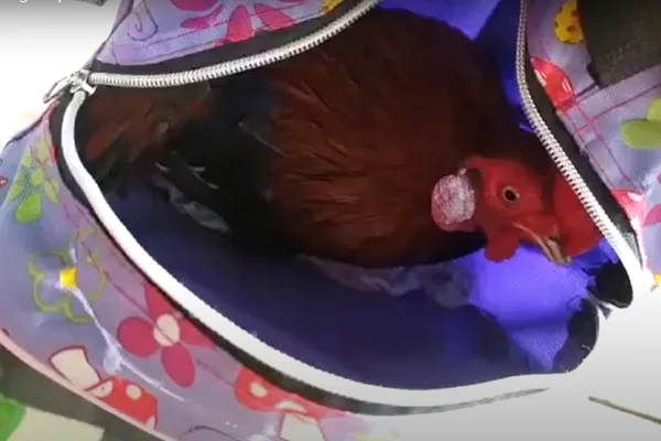 menina leva galo na mochila para creche no acre