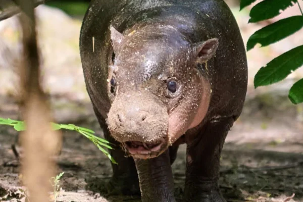 Sob risco de extinção, hipopótamo-pigmeu Pãozinho é apresentada em zoo - destaque galeria Sob risco de extinção, hipopótamo-pigmeu Pãozinho é apresentada em zoo - destaque galeria