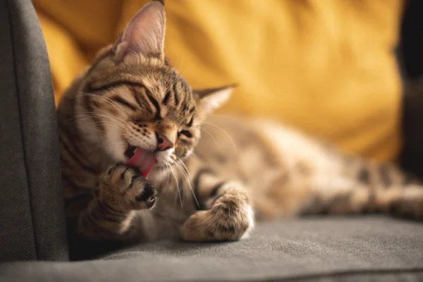 Imagem colorida de gato lambendo as patas no sofá
