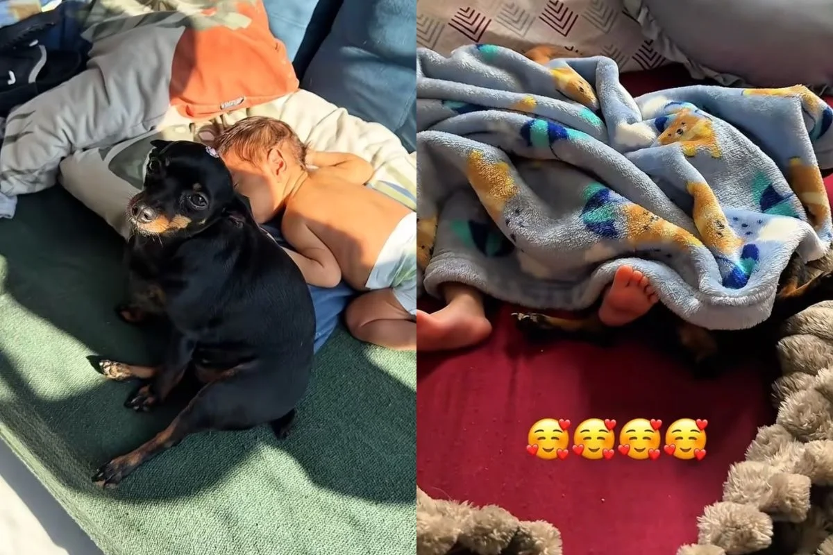 Cadela da raça pinscher 0 viraliza como "segurança particular" de bebê