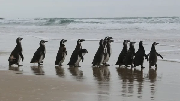 Imagem colorida de pinguins em praia - Metrópoles