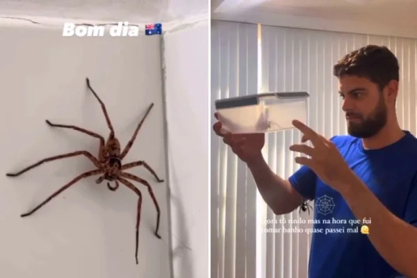 Imagem colorida mostra homem com camiseta azul perto de aranha gigante subindo por uma parede - Metrópoles