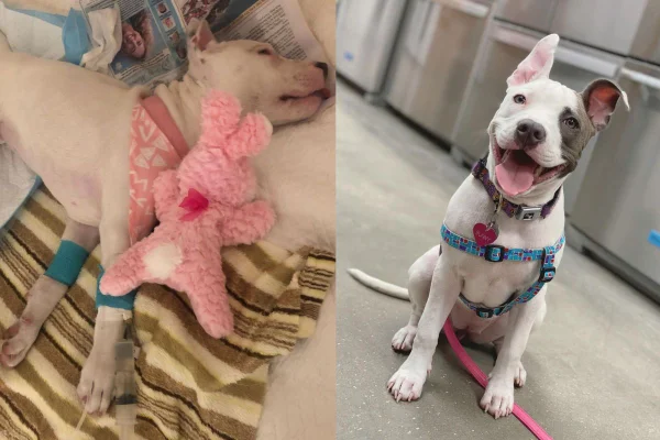 Montagem de imagens coloridas de pitbull com paralisia e depois recuperada