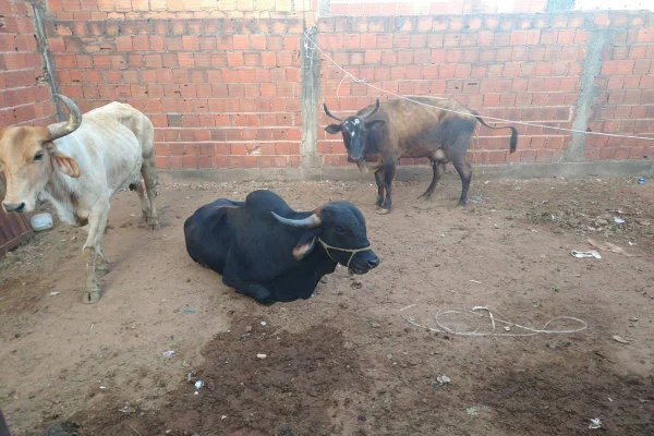 Vaca e bois em quintal de residência - Metrópoles