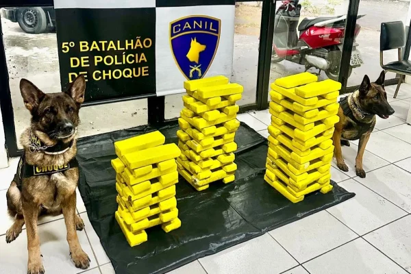 Imagem mostra cães e tijolos amarelos - Metrópoles