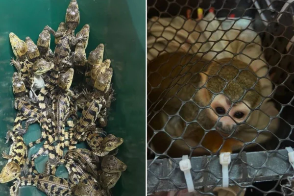 Imagem colorida de filhotes de macaco e jacaré presos em uma gaiola e um pote de sorvete - Metrópoles