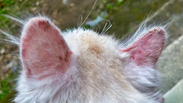 Foto colorida de orelhas de gato com sarna