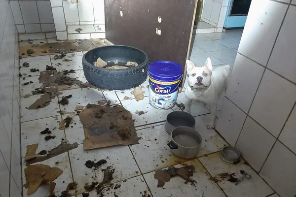 PMDF flagra 16 cães e dois gatos vivendo em condições insalubres
