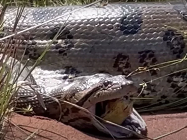 Vídeo de “anaconda” gigante que regurgita cobra é estudado no Butantan