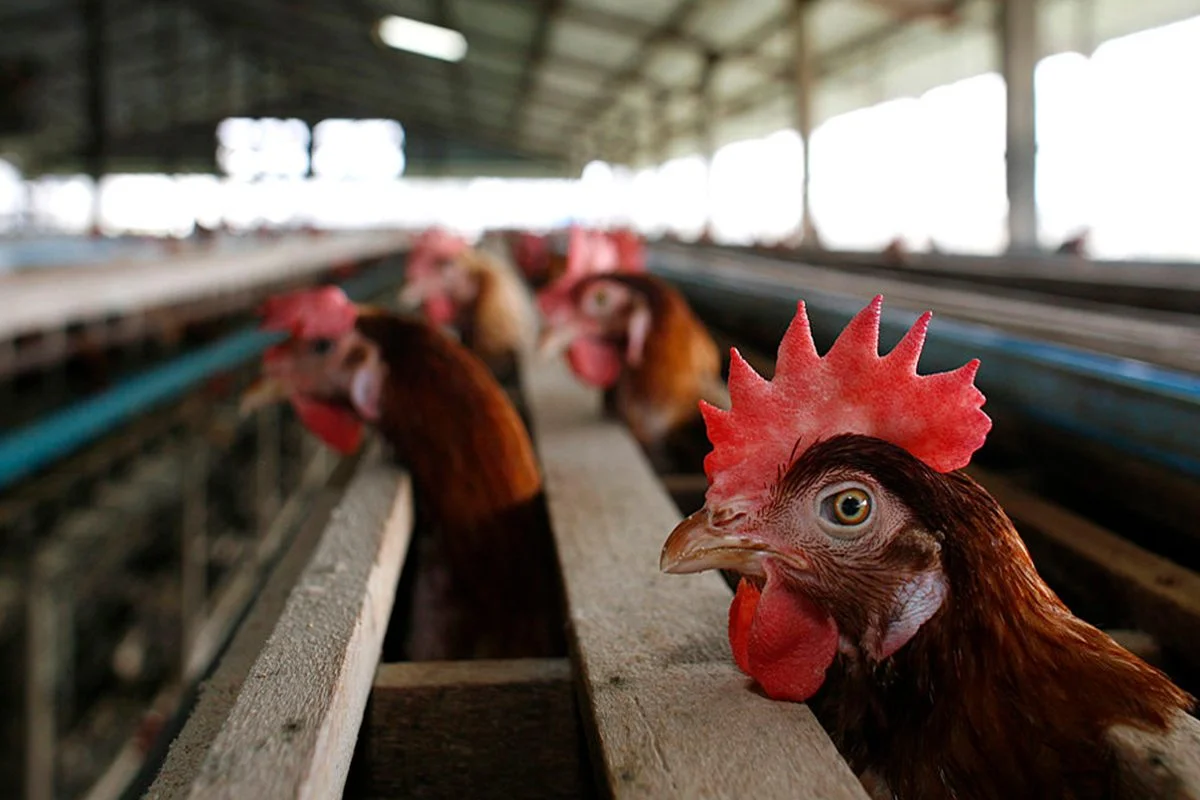 Custos de produção de suínos e frangos de corte caem em maio com ração mais barata