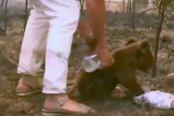 Vídeo. Mulher se arrisca para resgatar coala em incêndio