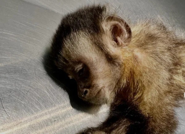 Morre macaquinha que ficou paraplégica após ser baleada no RJ