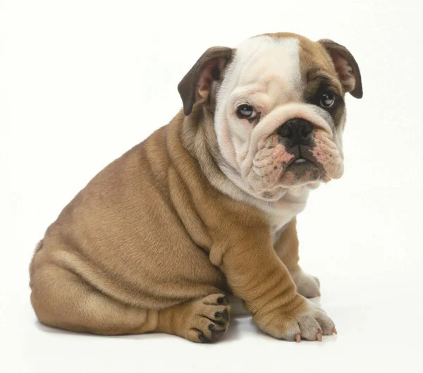 foto colorida de buldogue