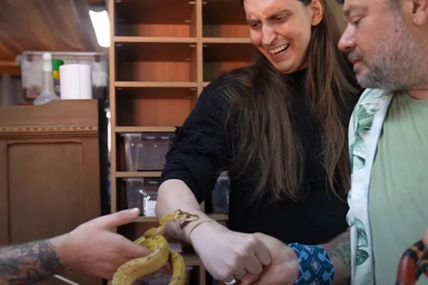 Influenciador é picado por cobra de estimação de biólogo e viraliza