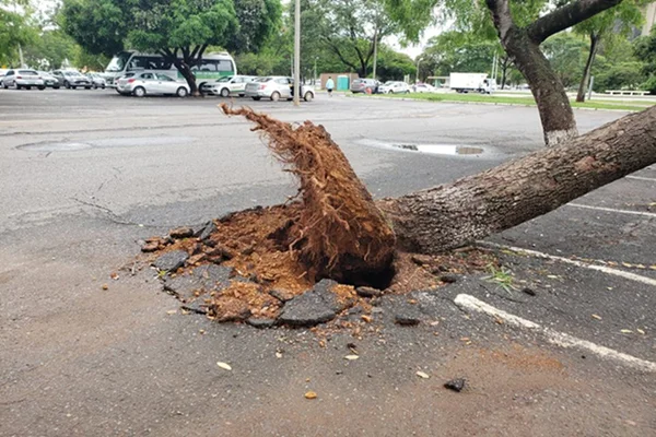 Após temporal, DF tem árvores caídas e ruas cobertas de lama. Veja fotos
