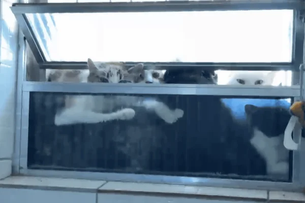 gatos ong maus-tratos prisão freezer