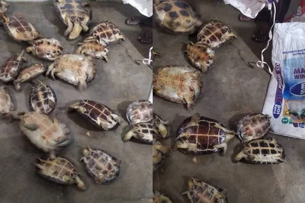 tartarugas contrabandeadas em goiás