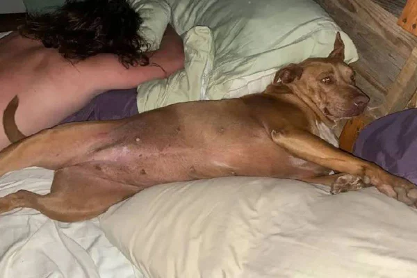 foto de cachorra deitada na cama ao lado de homem que dorme de costas