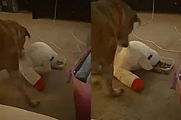 Cachorro dividindo comida com brinquedo