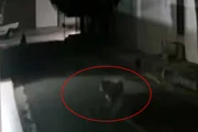 O cachorro fica desesperado