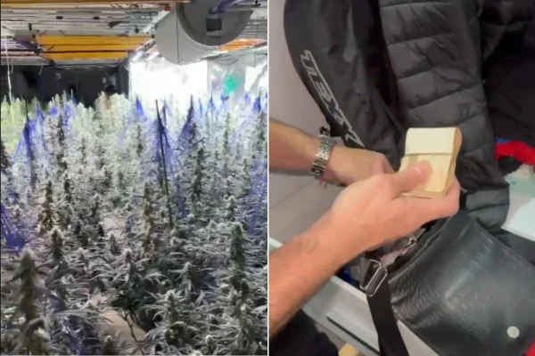 Imagem colorida mostra plantação de maconha e itens apreendidos durante operaçao contra tráfico de drogas. Metrópoles