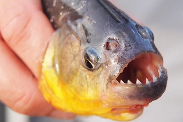 Imagem colorida mostra piranha encontrada em rios da américa do sul - Metrópoles