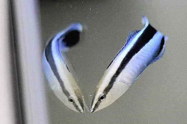 Imagem colorida mostra peixe-limpador - Metrópoles