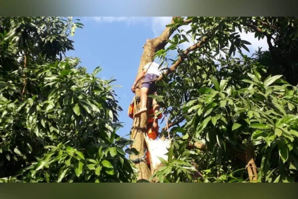 Idoso fica preso no topo de árvore e é resgatado pelos bombeiros em MG