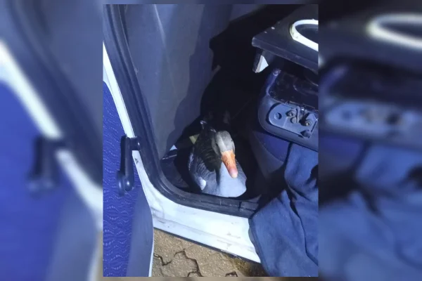 Nem os gansos escapam: aves são furtadas no Parque da Cidade