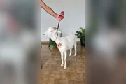Ela passeia de coleira Ela passeia de coleira
