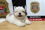 Alerta de fofura: filhote de Shih-tzu é resgatado após 10 dias desaparecido