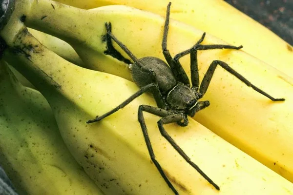 Picada de aranha brasileira pode causar até quatro horas de ereção