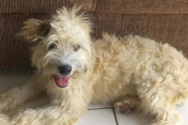 Cachorro peludo abandonado