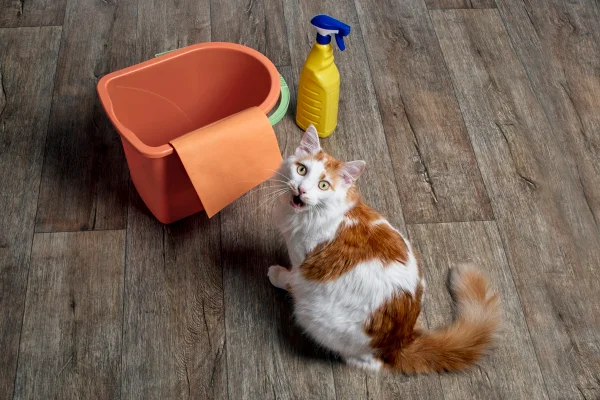 Gato/pet miando ao lado de produtos de limpeza