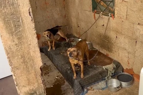 Cachorros acorrentados