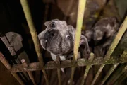 Operação resgata animais em situação precária de higiene e saúde Operação resgata animais em situação precária de higiene e saúde