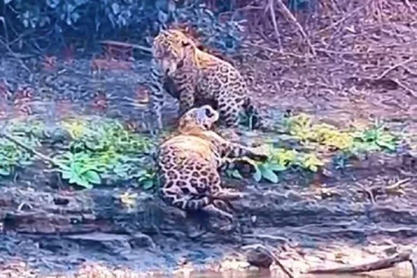 Imagem colorida de casal de onças-pintadas no Pantanal - Metrópoles