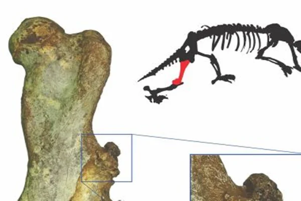 Pesquisadores acham câncer em mamífero não humano da era do gelo